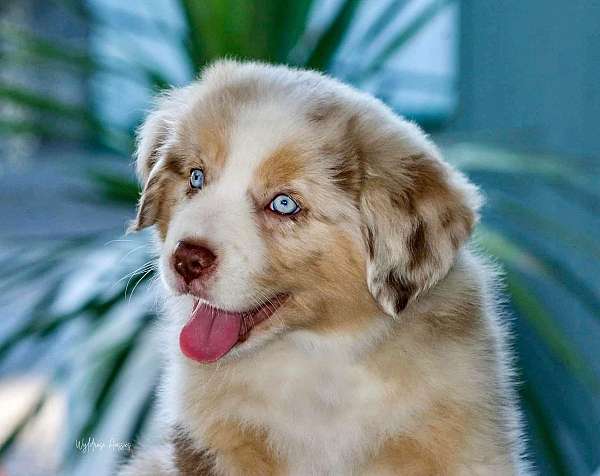 mini-australian-shepherd-dog