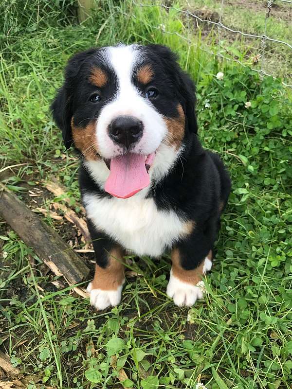 medium-haired-bernese-mountain-dog