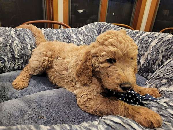 hypoallergenic-goldendoodle