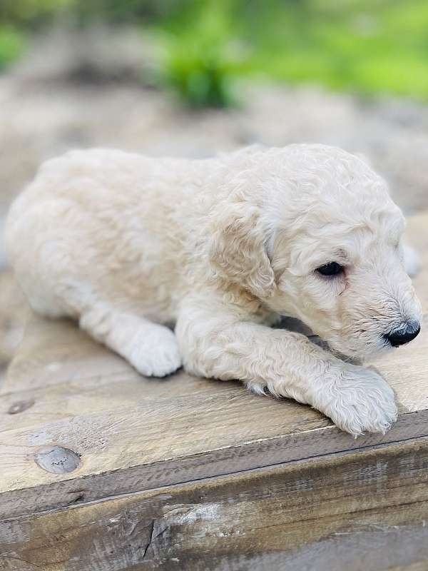 adorable-puppy