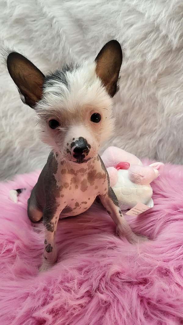 hairless-female-chinese-crested