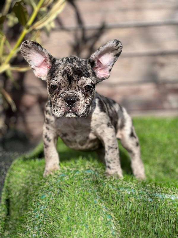 french-bullpuppy-puppies-for-sale-near-me-puppy
