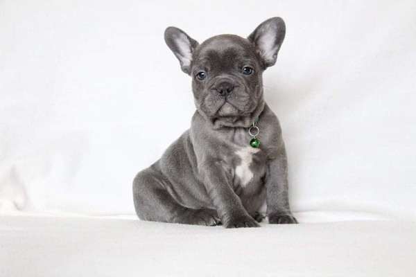 french-bulldog-puppies-for-sale-near-me