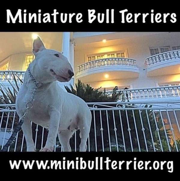 bull-terrier-miniature-terrier-dog-for-sale