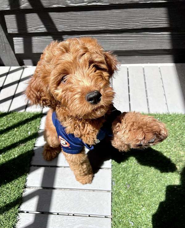 male-gold-curly-haired-miniature-goldendoodle