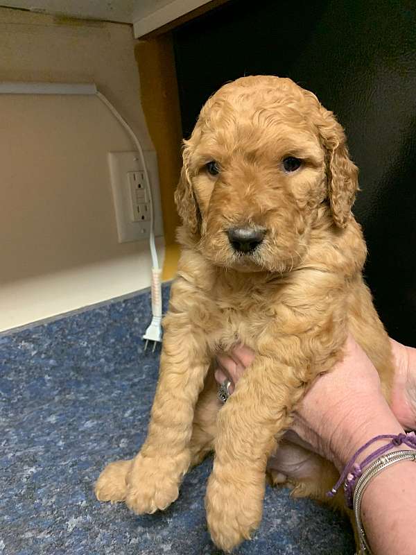mixed-goldendoodle