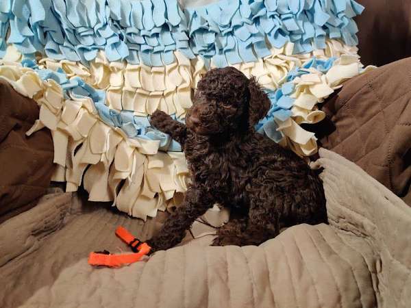 male-brown-hypoallergenic-labradoodle