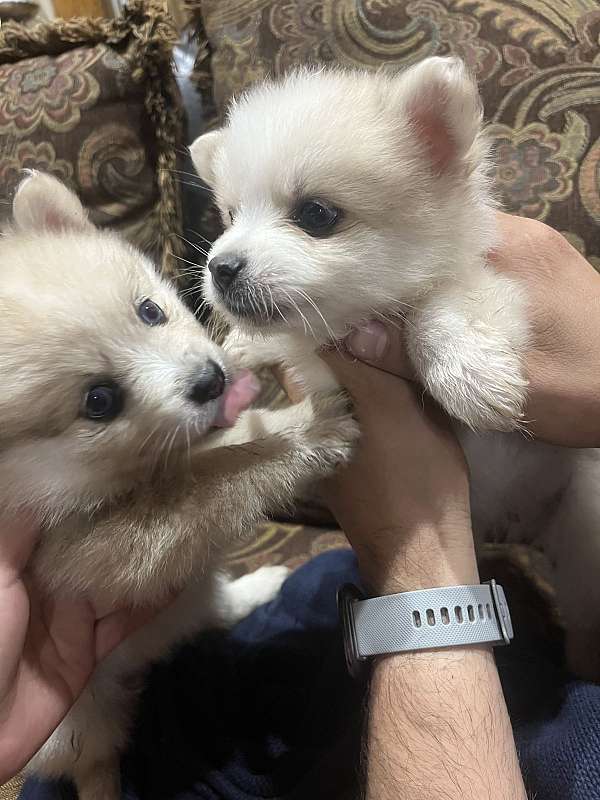 mixed-biscuit-white-double-coated-pomeranian