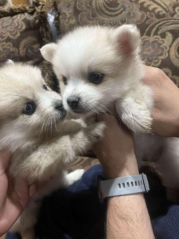 double-coated-mixed-pomeranian