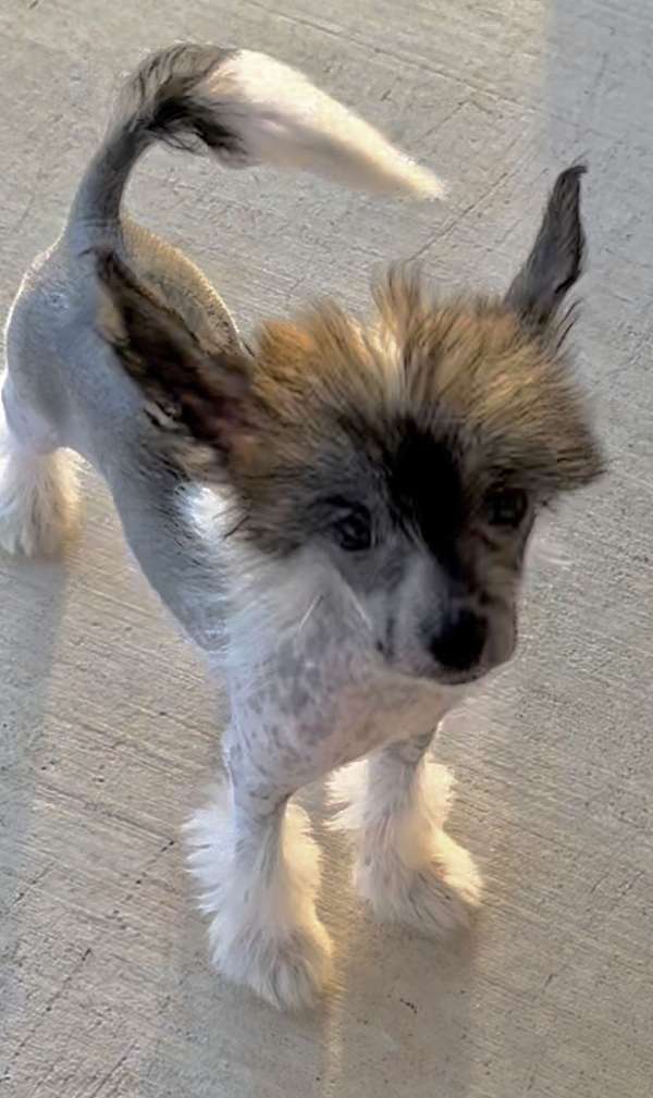 male-chinese-crested-dog
