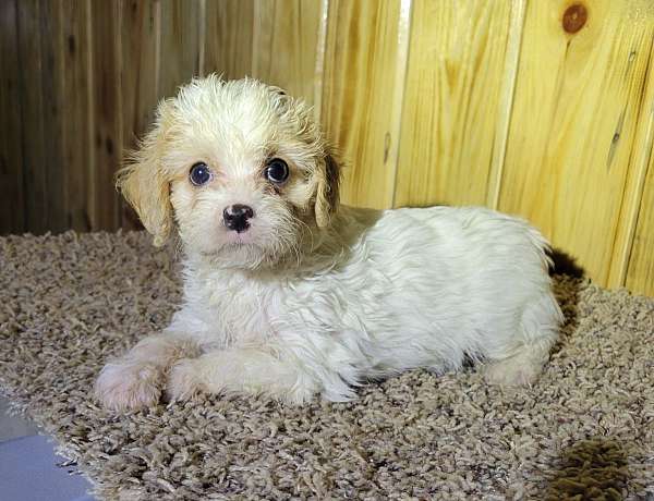 biscuit-white-curly-haired-cavachon
