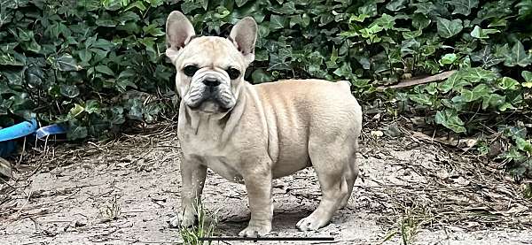 tan-small-french-bulldog