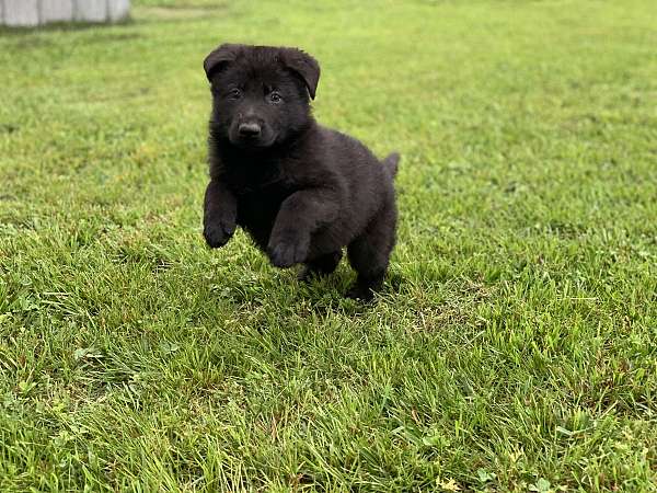 solid-black-puppy