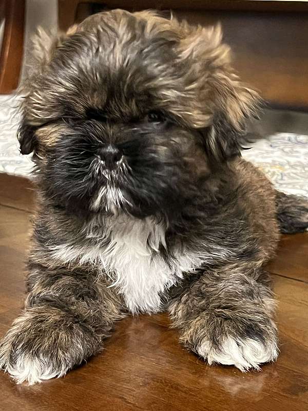 brindle-shih-tzu