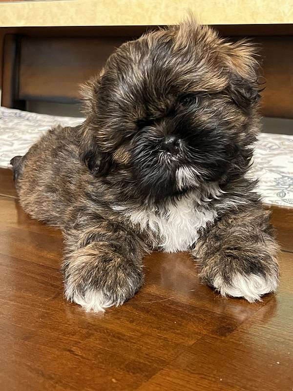 hypoallergenic-shih-tzu