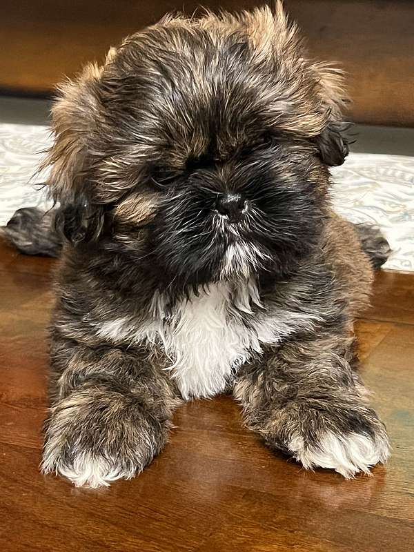 male-brindle-hypoallergenic-shih-tzu