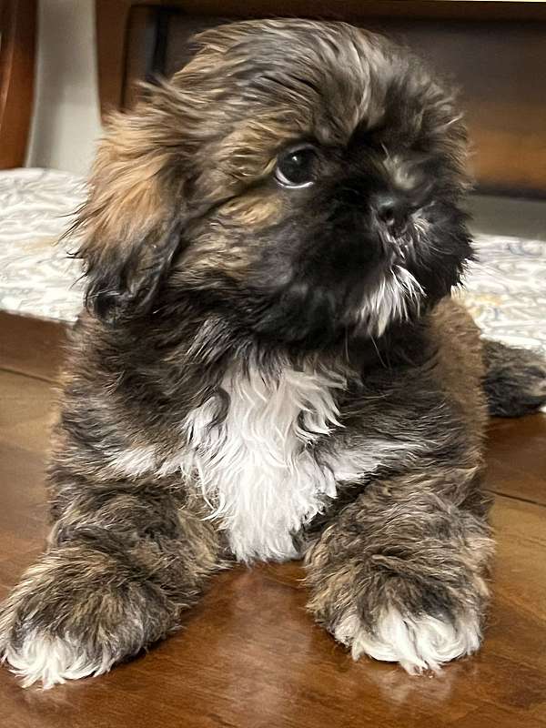 brindle-hypoallergenic-shih-tzu