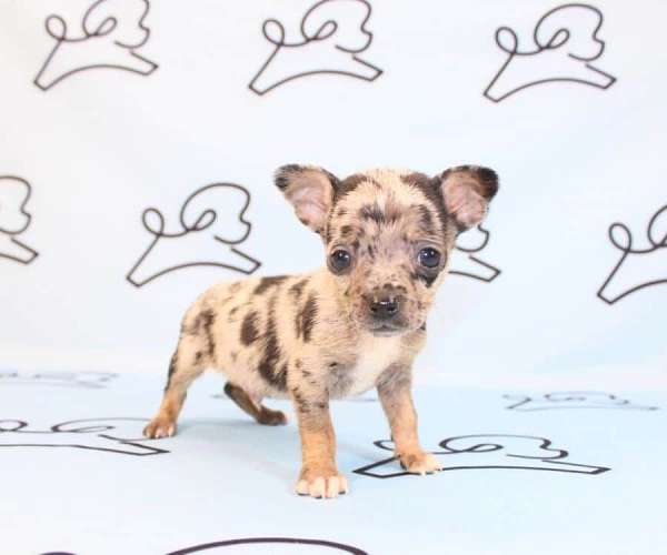 chihuahua-puppies-for-sale-in-las-vegas-puppy