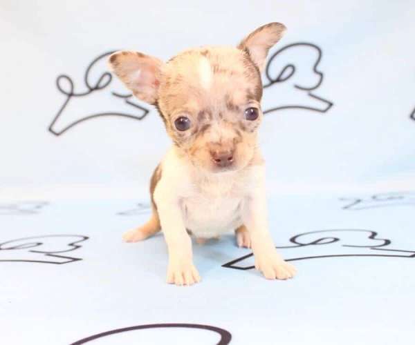 cute-chihuahua-puppies-for-sale-in-henderson-nv-puppy