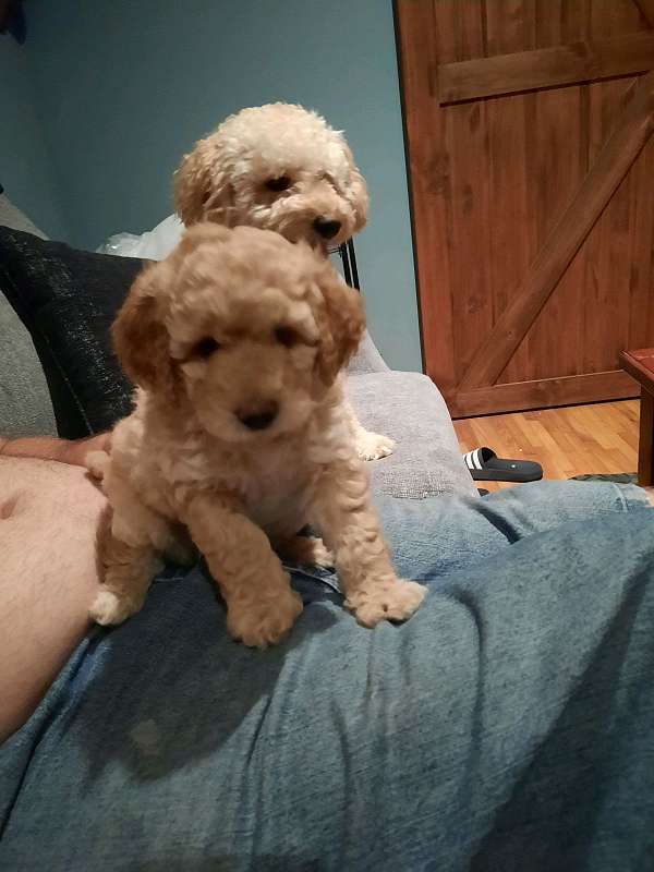 male-gold-hypoallergenic-miniature-goldendoodle