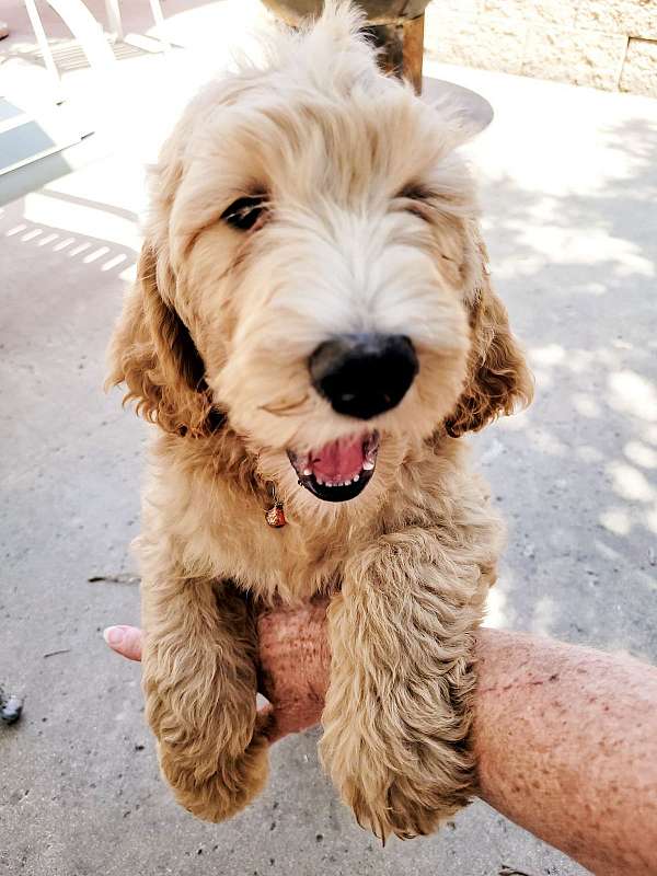 mixed-fawn-hypoallergenic-goldendoodle