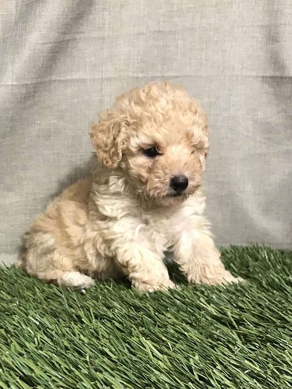 small-cream-toy-poodle