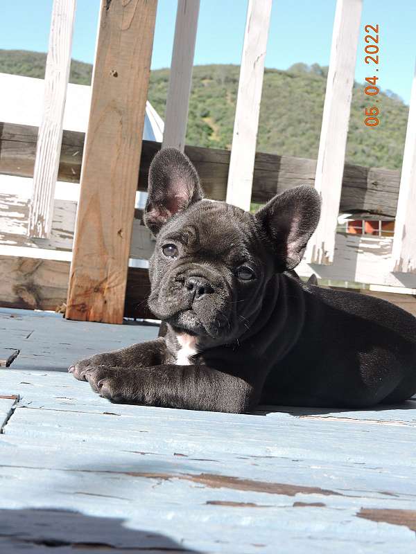 brindle-french-bulldog