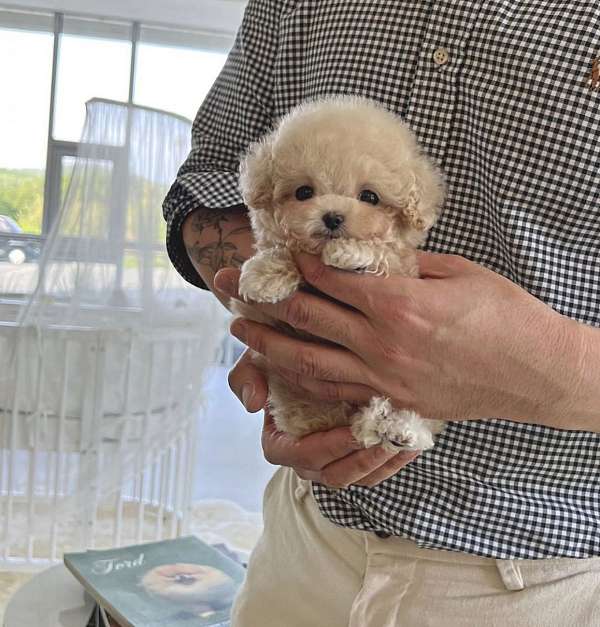 brown-short-haired-poodle