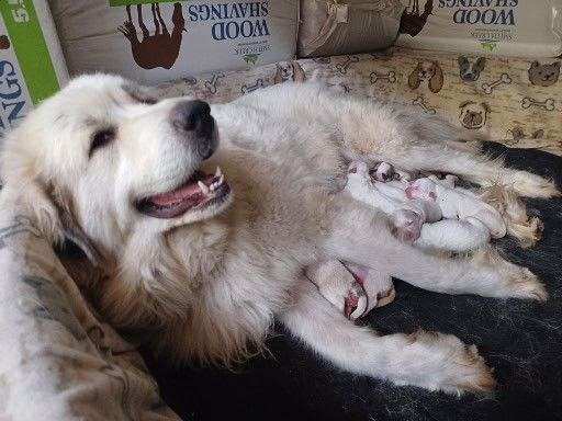 mixed-white-medium-haired-great-pyrenees