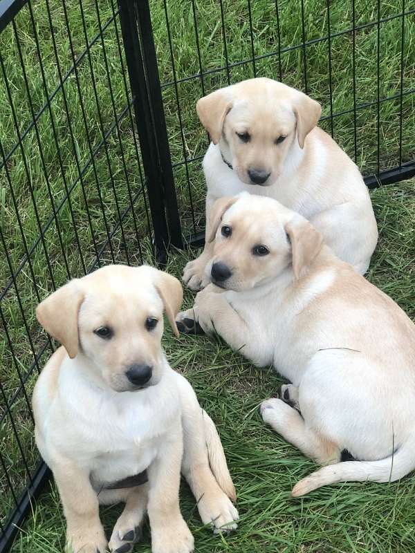 Yellow Lab Puppies For Sale