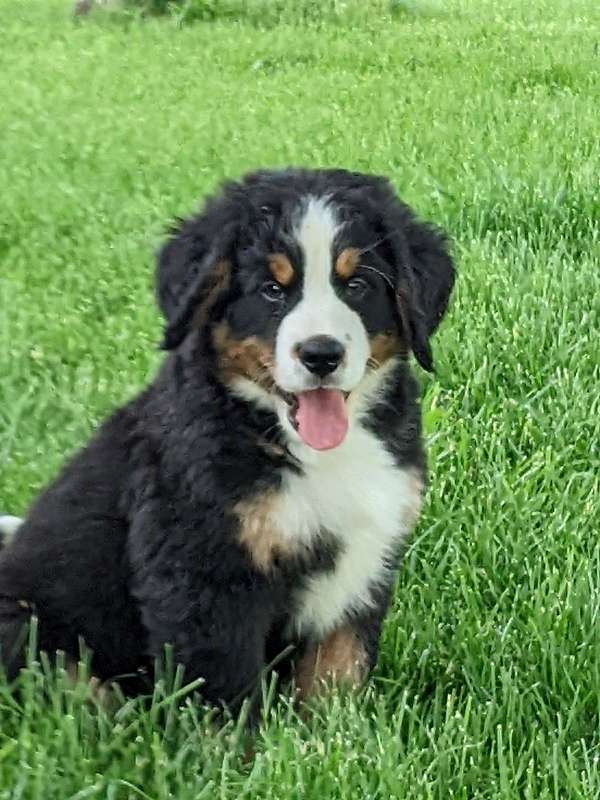 male-tri-colored-double-coated-bernese-mountain-dog