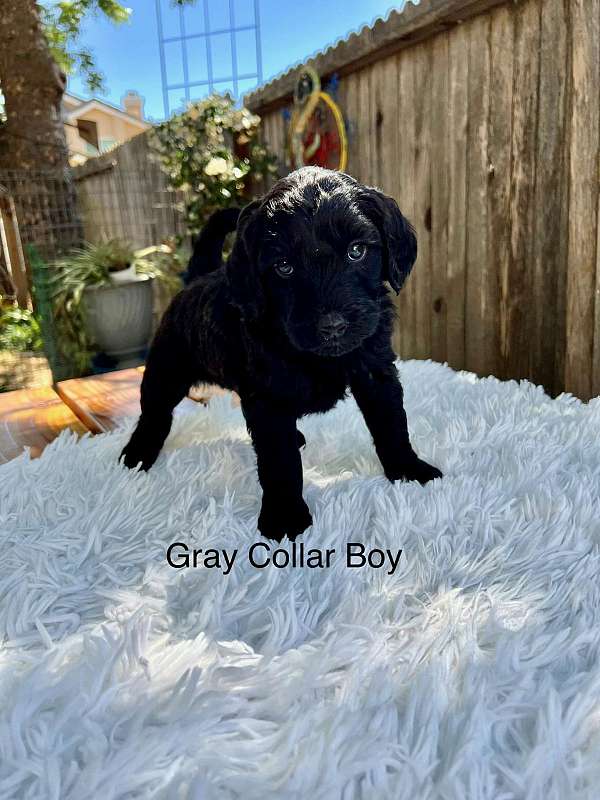 male-labradoodle-puppy