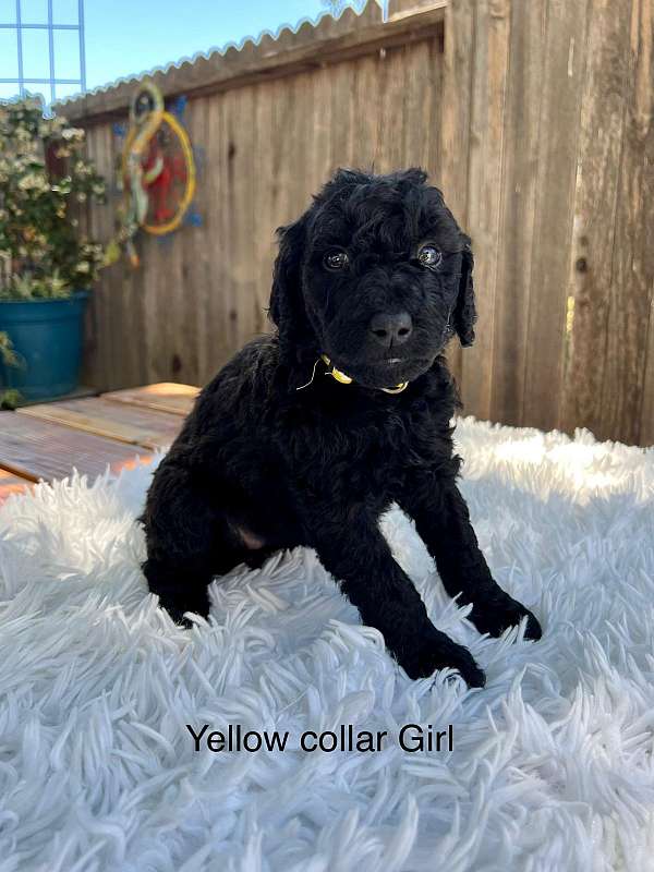 black-yellow-standard-puppy
