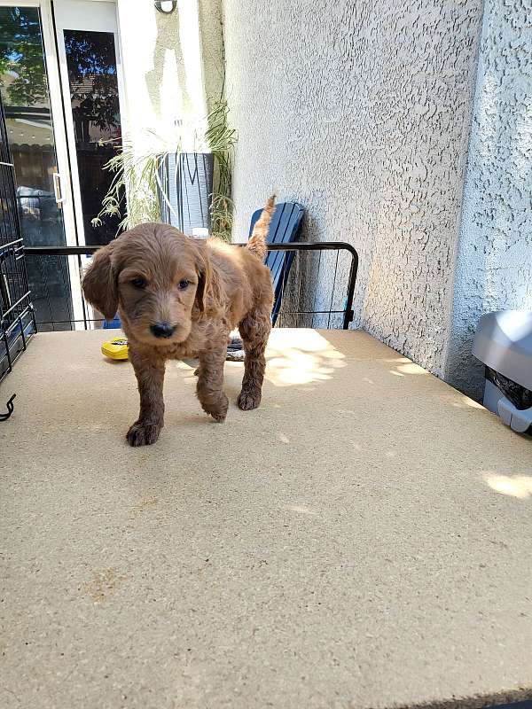 female-labradoodle