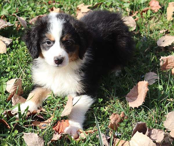 curly-haired-female-miniature-aussiedoodle