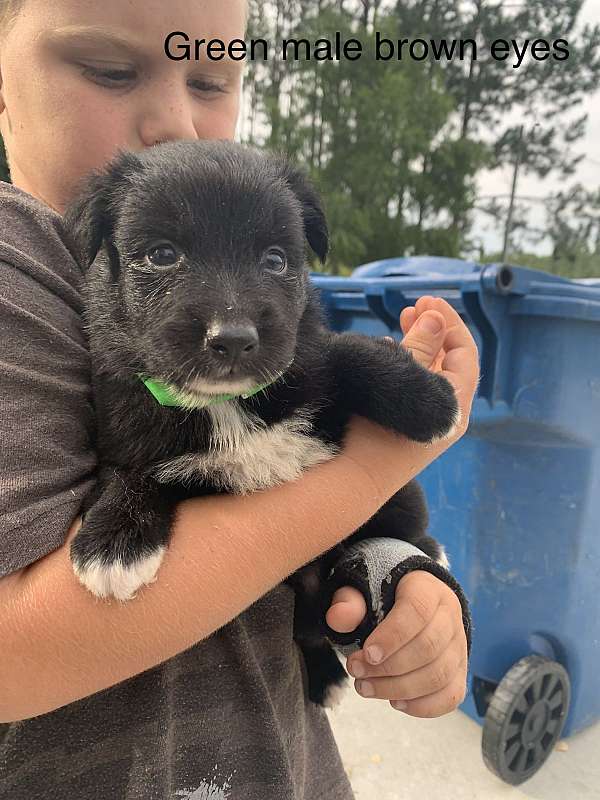 australian-shepherd