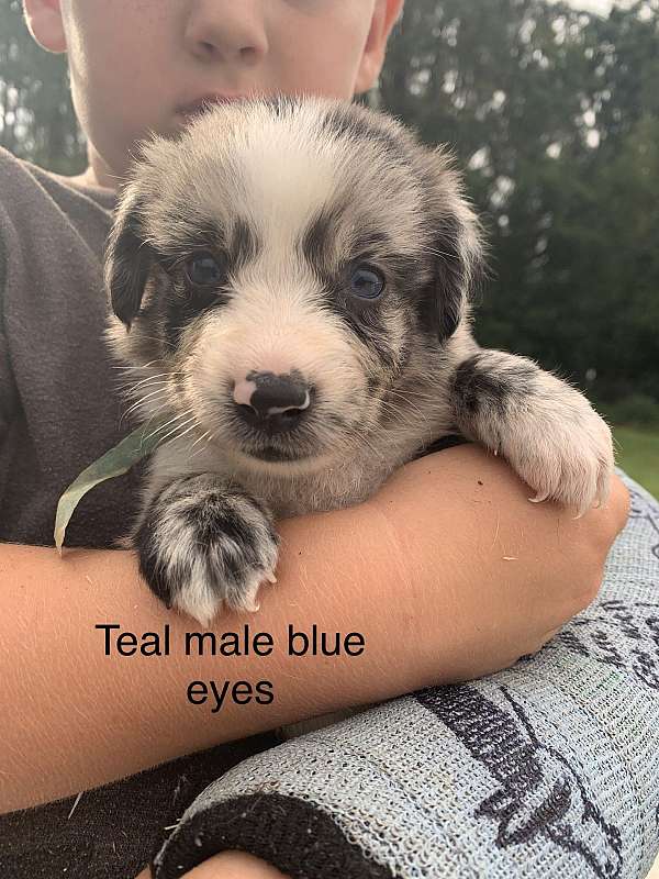 australian-shepherd-dog-for-sale