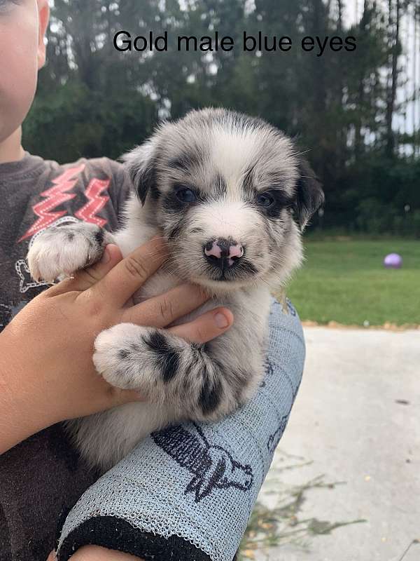 australian-shepherd-dog