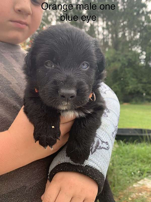 blue-male-female-dog