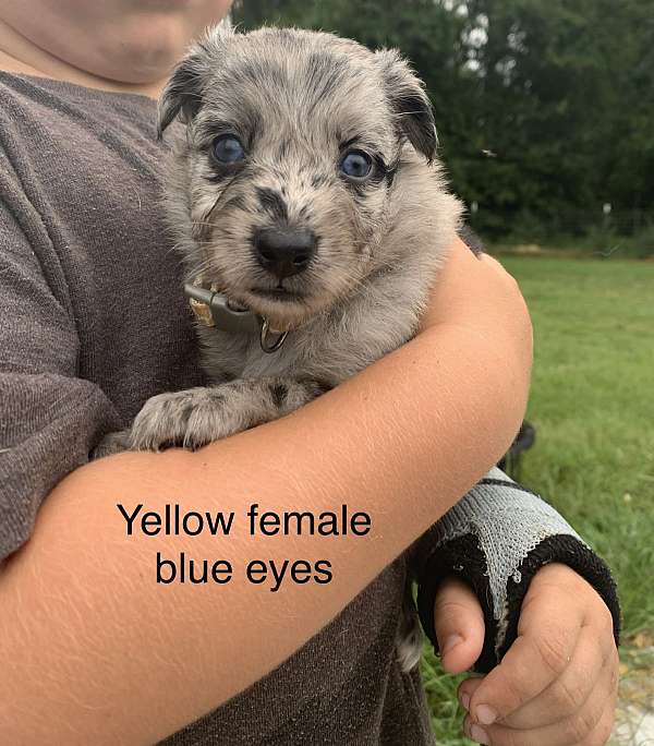 blue-dog