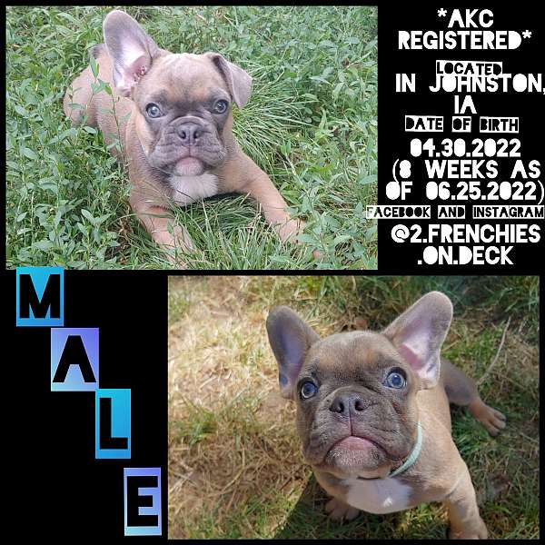 male-sable-short-haired-french-bulldog