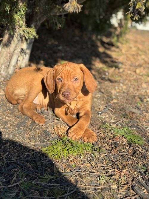 chocolate-male-weimaraner