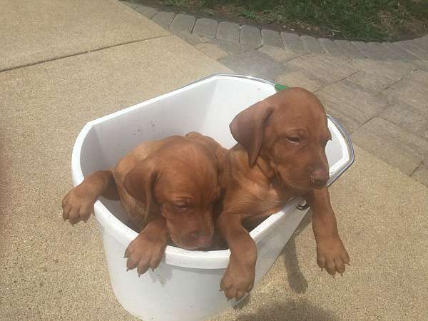 chocolate-male-vizsla