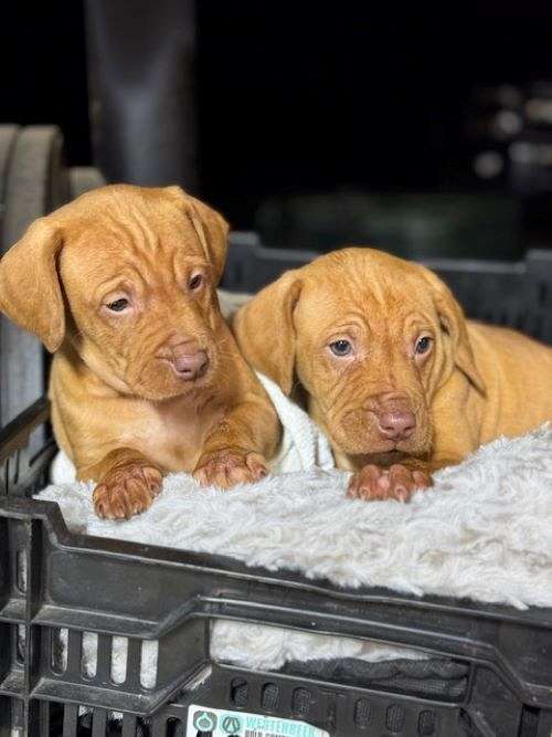 chocolate-male-vizsla