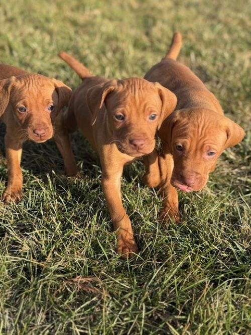 chocolate-male-vizsla