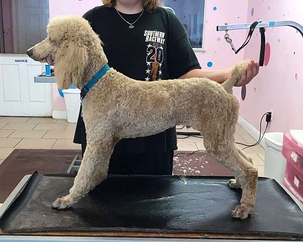 champagne-male-standard-poodle