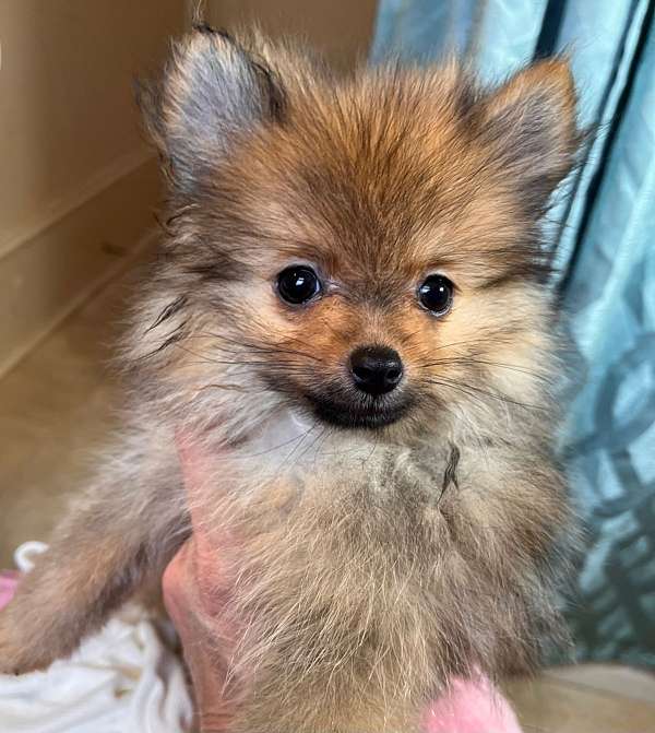 double-coated-pomeranian