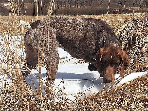 short-haired-mixed-german-shorthaired-pointer