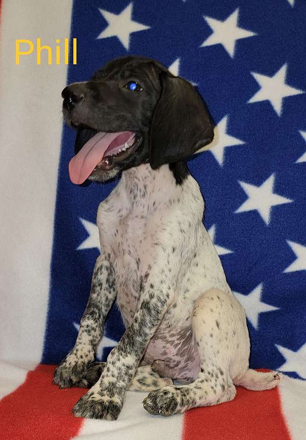 male-german-shorthaired-pointer-dog