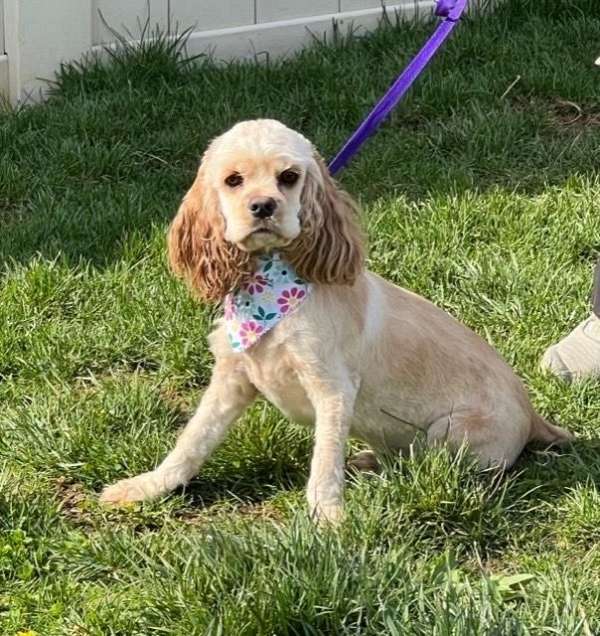 crate-trained-cockapoo